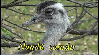 El &Ntilde;and&uacute; com&uacute;n o suri .Caracter&iacute;sticas y Datos.
