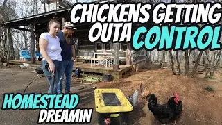Chickens Getting Out Of Control Mississippi Homestead Dream