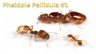 Pheidole Pallidula #1