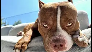 SCARY CUTE DOG'S PET CARE ROUTINE ON THE BALCONY 🐶