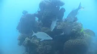 Long nosed emperors swimming around a bommie in Pioneer Bay, Orpheus Island