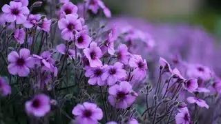 7 Секунд Челлендж