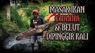 MEMASAK IKAN CHANNA DAN BELUT SAWAH HASIL DARI ALAM DIPINGGIR KALI