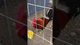 Gallo Radio y gallina Radio en Gallera, Camacho&rsquo;s Farm