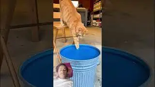Have You Ever Seen Blue Cat#funny#cat #fyp