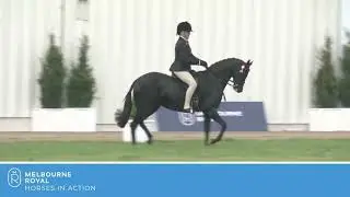 Champion Open Pony O 12.2 h & NO 14 h 2022