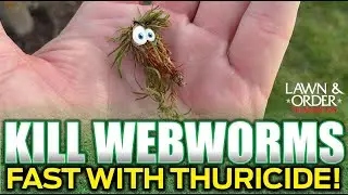 KILL Webworms FAST with Thuricide! (The Spray Method That Stops Them)