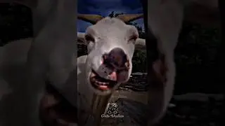 Cat's varil search for in💀 #edit #catvideos #cute #cat #fyp #viralshort #youtubeshort