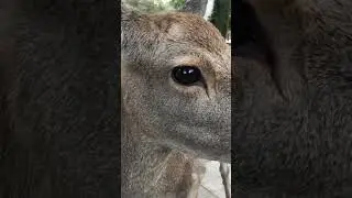 Do Deer Eat Meat?
