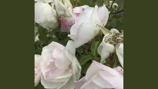 The Dame's Secret (Long Version)