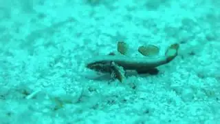 ハゼ科の１種-14