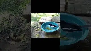 magpie robin bathing
