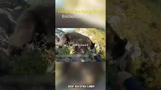 Hiker's Terrifying Bear Encounter in Japan #shorts #bear