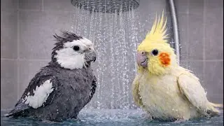 NINFA BA&Ntilde;ANDOSE 🛁 #birds #ninfa #ninfas #aves #nymph #birds #calopsita #new #newvideo #shower