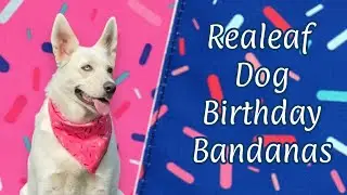 Realeaf Dog Birthday Bandanas | Amazon Review