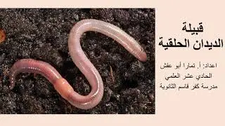 قبيلة الديدان الحلقية