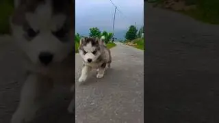@Charlie_the.huskyy #viralshort #shorts  #trending #husky #pets #viral #cute #trendingshorts