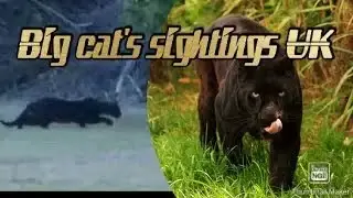 big cats website sightings uk