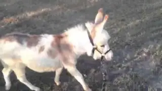 World's cutest Mini Donkey Foal tugs on some grass