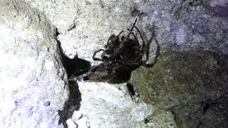 Nuctenea umbratica, Walnut orb weaver. October 2015. Great Orme, Llandudno, North Wales.