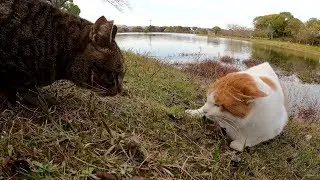 Две кошки сражаются в пруду