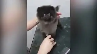 Funny Dogs 2021