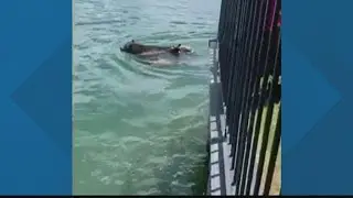 Mama comes to the rescue of three baby bears