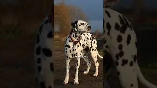 Top 10 active dog in the world🦮Which one is your favorite?🐶