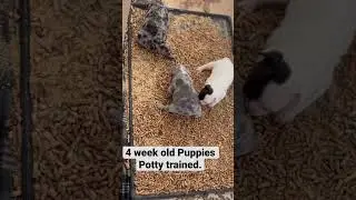 Secret to potty training puppies at just 4 weeks old! #frenchbulldog #pottytraining  #puppytraining
