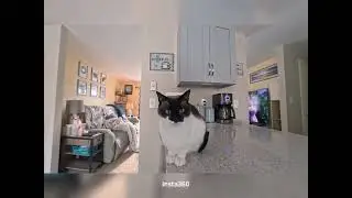 New camera -insta 360-not affiliated #cat #inst360 #lovecats 