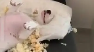 Guilty DOG Face Reaction   Guilty Dogs Video Compilation 2020