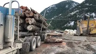 UNLOADING THE HARD WAY! #logging #firewood #semitruck #canada #fountainview #epic #dangerous 