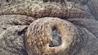 Bunya Bunya Pine Werribee 4K