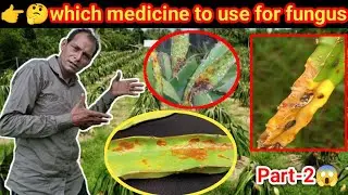 🤔how to solution fungus problem#fungus#dragonfruit#farming 