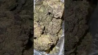 @PicaPuff Purple OG 🟣