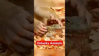 Самые невезучие животные на планете #шорты
