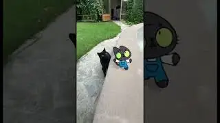 Бенчик встретил Бенчика?! 🐈&zwj;⬛ #Симба #Симбочка #бенчик