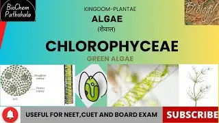 BIO- 13 Chlorophyceae Algae