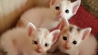 little kittens love to play 🐈👩&zwj;❤️&zwj;💋&zwj;👩🎊👩&zwj;❤️&zwj;💋&zwj;👩🐈👍 #kittens #love #play
