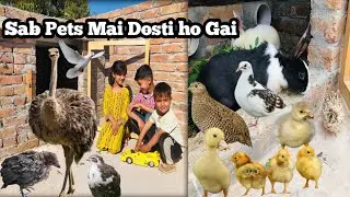 Eid py many Apny mini Ostrich ki trah Cutting Kra li | Mini Ostrich Mar Gayi @Umairqadir35