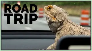 I Took My Bearded Dragon on a Road Trip