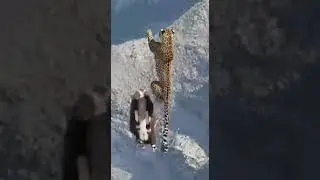 Will the leopard successfully catch the goat, watch the thrilling chase unfold