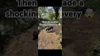 Dog walker makes a shocking discovery #dog #doglover #sadstory #discovery #walk #police #fypage #fyp
