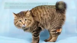 Бобтейл  Порода кошек, которую нужно выгуливать как собак