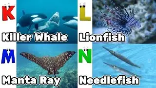 ABC Video for Toddlers | A to Z Alphabet with Sea Animals | Kids Learning Song