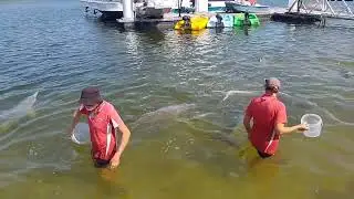 Dolphin feeding, Tin Can Bay 29/12/24