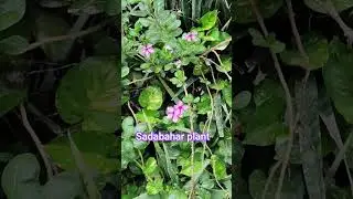 #sort feed#beautifulsong #sadabahar plant #madicin plant #sort video