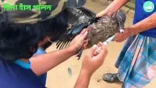 হাঁসের টিকা দেয়ার নিয়ম, হাসের ডাক প্লেগ ভ্যাকসিন, চিনা হাঁস পালন পদ্ধতি