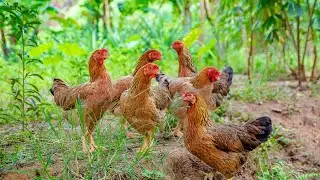 Hens Farm Video#fancy birds Chicken
