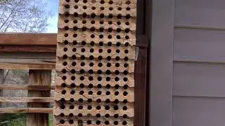 Mason Bees